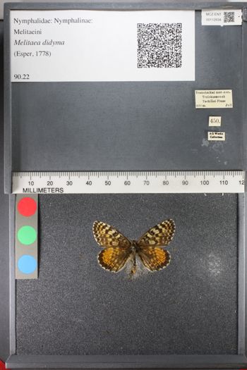 Media type: image;   Entomology 112634